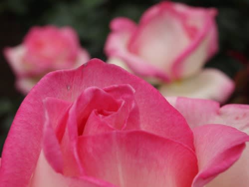 府立植物園のバラ ペーパー 写 楽