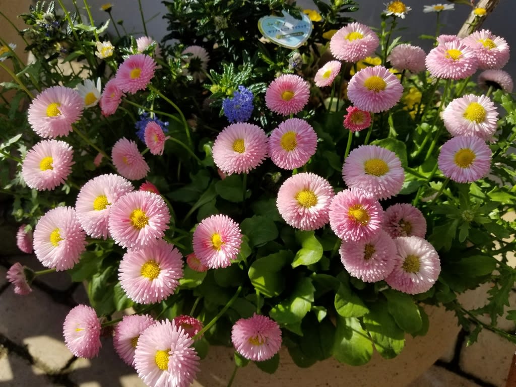 ピンク色の花たち Harvest