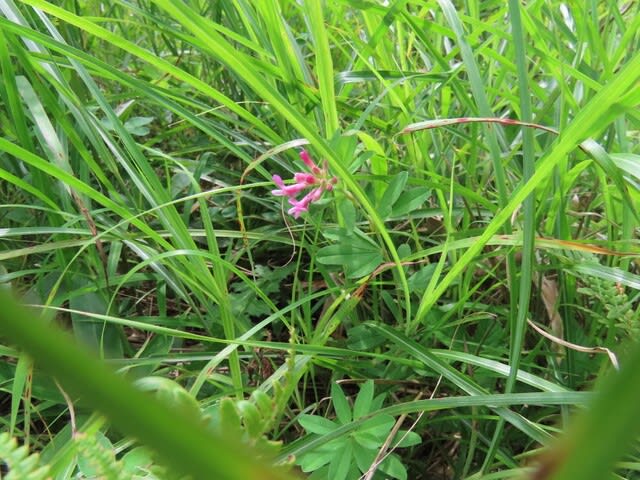 高ボッチ高原・鉢伏山で最近咲いている花　シャジクソウ（車軸草）