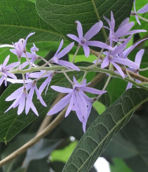 紫色の萼が楽しめる「ペトレア・ヴォルビリス」(熱帯植物 紫色の萼が楽しめる「ペトレア・ヴォルビリス」(熱帯植物