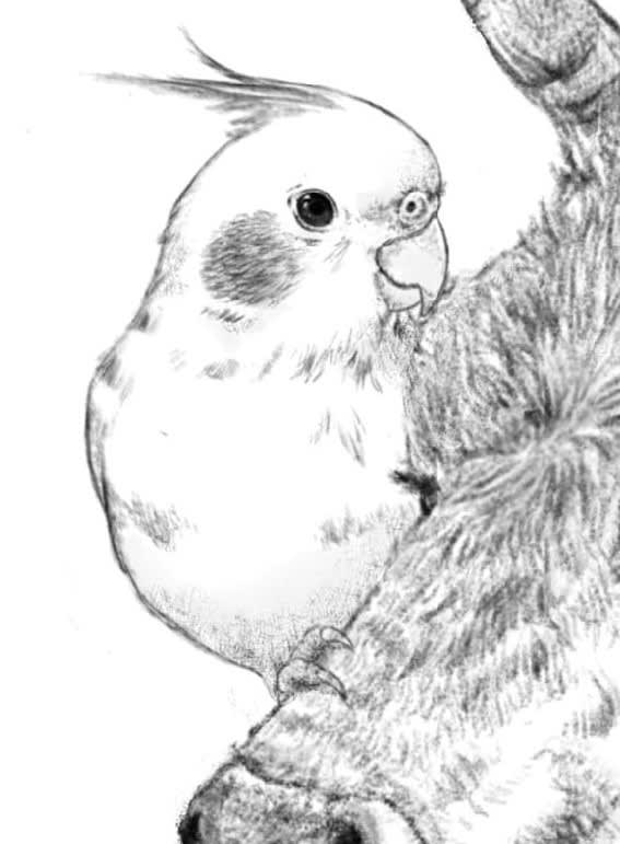 インコ鉛筆画 インコ絵 鳥絵 とその他 のブログ記事一覧 鳥道楽 ネケネケ