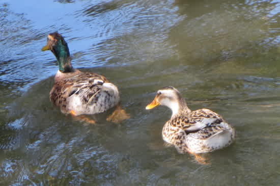 マガモのオスの色が変わる 小さな幸せをさがして