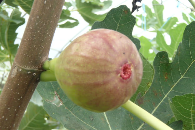 イチジク 生食 コンポートに 相模原市 無農薬 笑顔と健康はキクイモから ブログ 菊芋 生産 通販 販売 全国発送