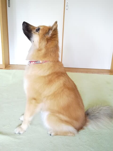 探すより 撮ったら早い 横顔ね 雑種犬 風 ふう のひとりごと