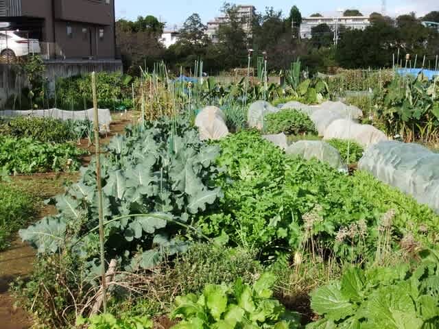 秋の野菜栽培 肉球ぷにぷに 秋の野菜栽培 肉球ぷにぷに
