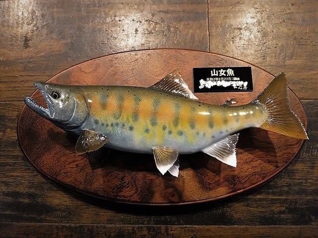 あまご 30cm 美品 渓流魚剥製 - その他