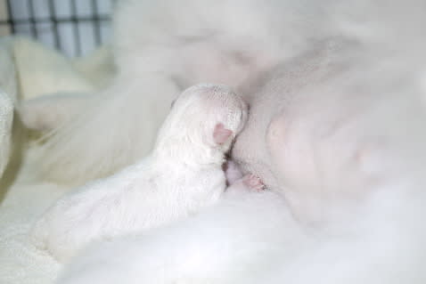 白い白い白くま ホワイトポメラニアンの赤ちゃん誕生 カブクラブ の かぶろぐ