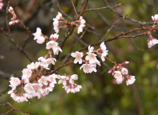 雨にうたれる啓翁桜とベランダ野菜 小さな庭とベランダ菜園の楽しみ I Enjoy Gardening And Growing Vegetables