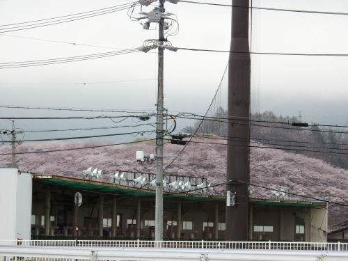 弘法山の桜