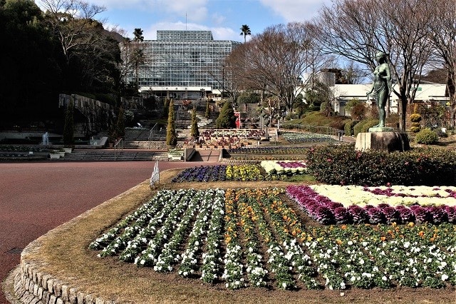 広島市植物公園 冬に咲く花を探して 修行僧が行く