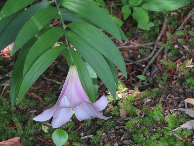 優しいピンクの色になごむ百合 ヒメサユリ 箱根シリーズ 0 野の花 庭の花 優しいピンクの色になごむ百合 ヒメサユリ 箱根シリーズ 0 野の花 庭の花