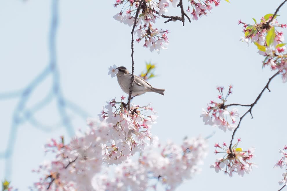 花ラッパ 01 ニュウナイスズメの花ラッパ