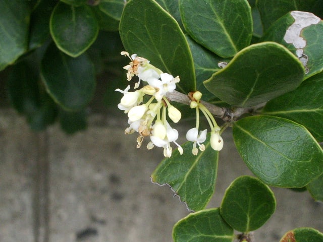 マルバヒイラギ 季節の花写真