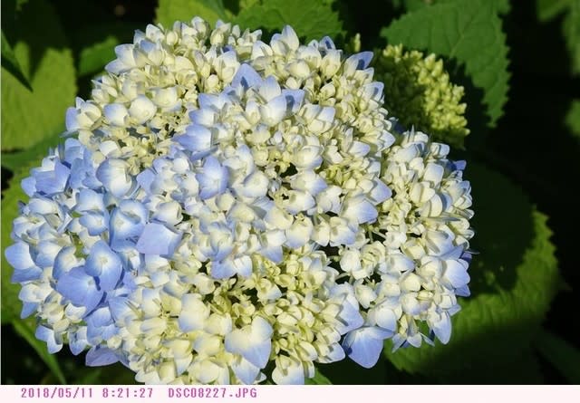 アジサイ 花色が白から青へ変わる 弁天ふれあいの森公園へ散歩