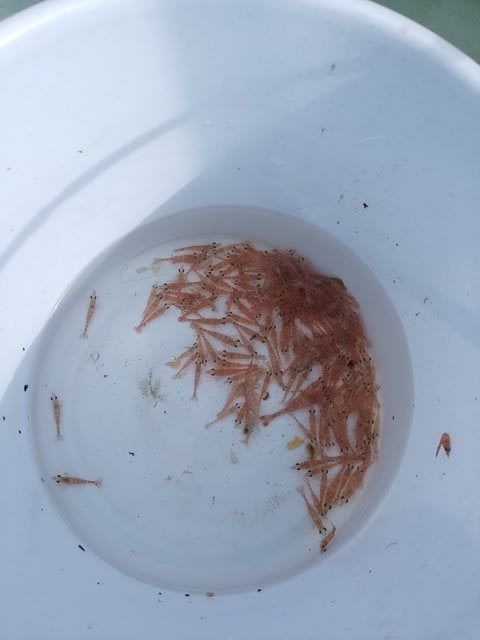 ウマズラハギ釣り 沖家室 漁家民宿 洸洋庄の日々