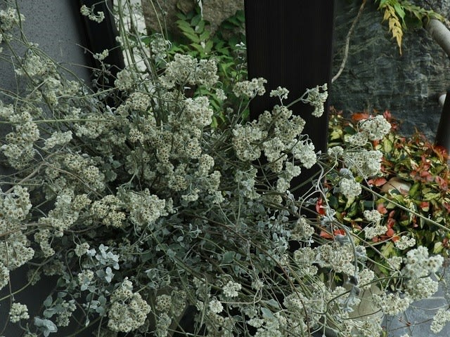 ヘリクリサム ペティオラレ シルバーは ２mの高さで咲きました Nokoの花図鑑