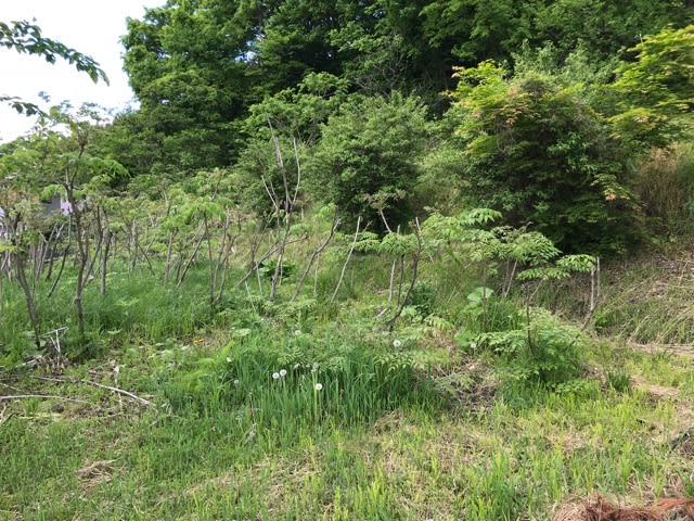 タラの木の剪定 田舎暮らしで畑いじり