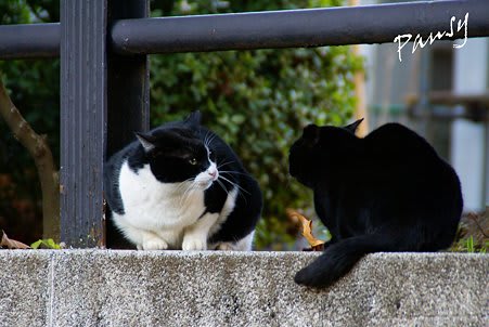 日比谷公園の猫 猫日和 気ままの記 T I