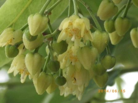 菩提樹の花を香りに抱かれて 菩提樹の花は満開です 明源寺ブログ