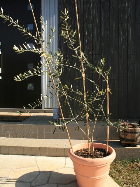オリーブの枝を誘引 支柱 Olive Gardening過去ログ倉庫