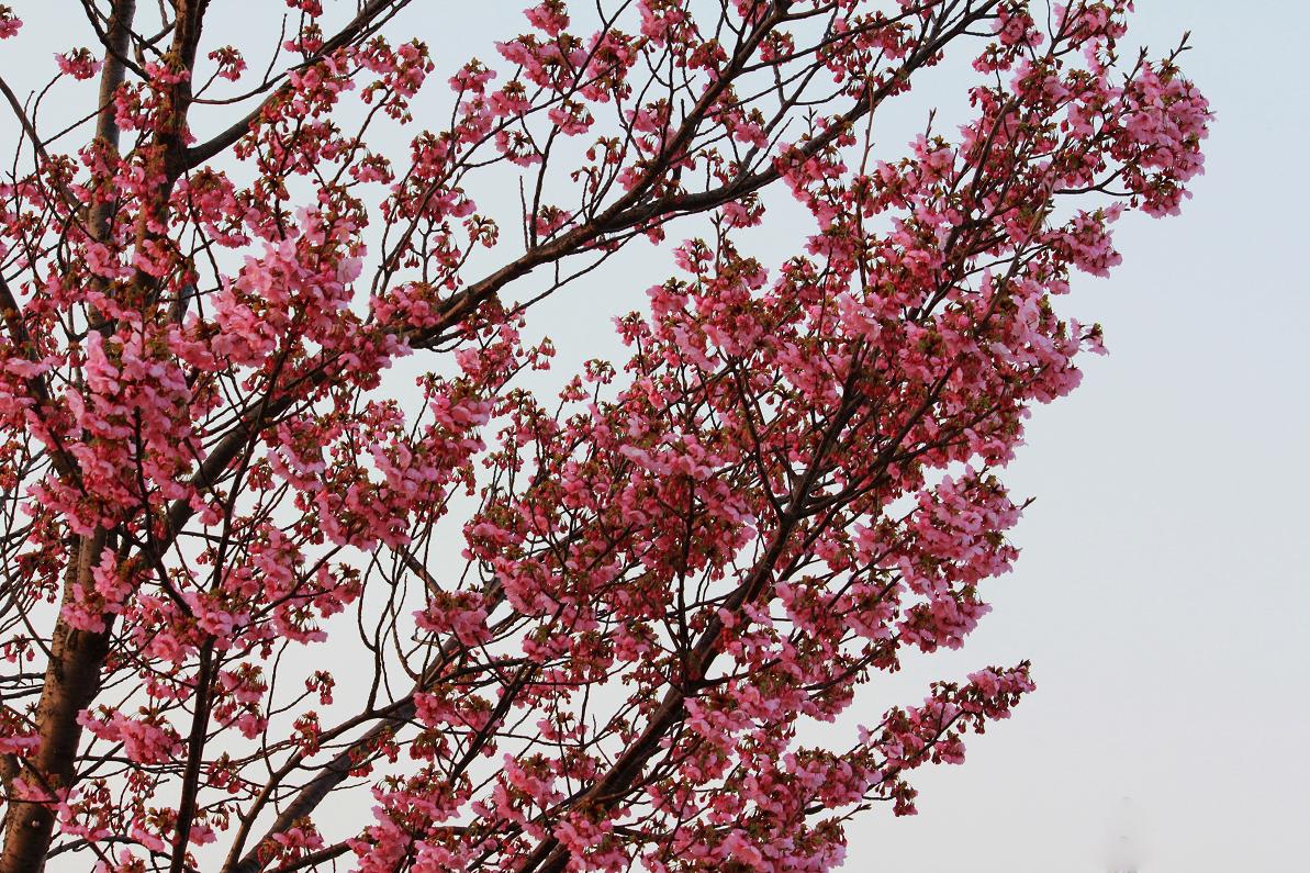 ミササガ公園の陽光桜の画像