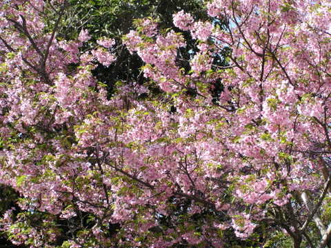 河津桜