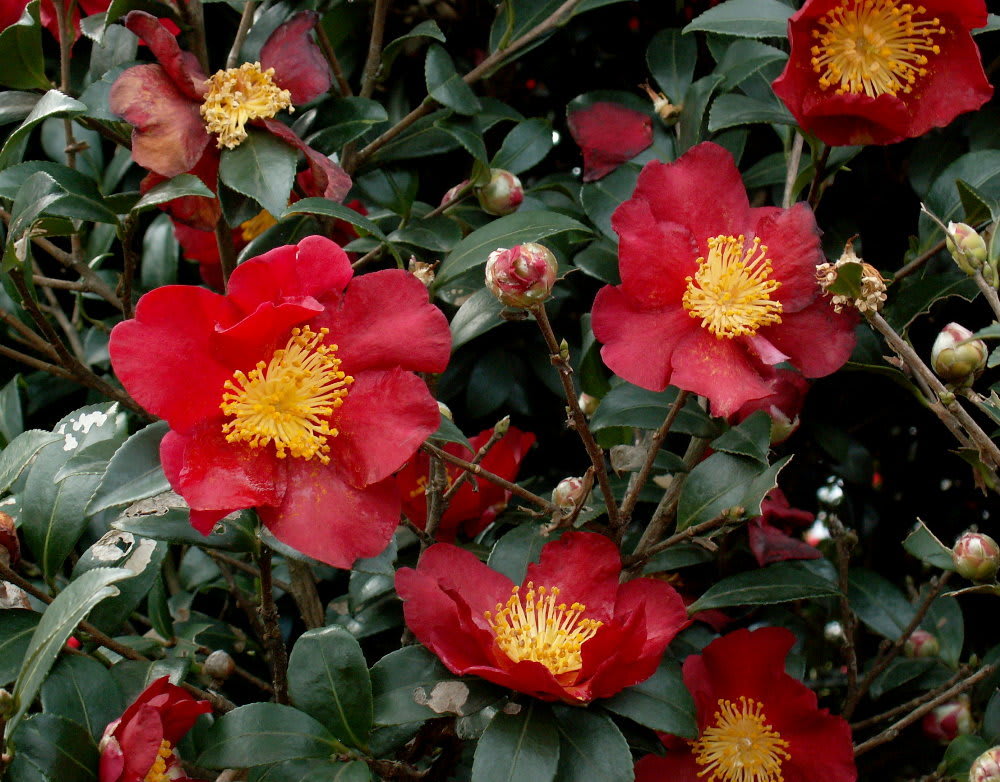 真紅のサザンカ ユールタイド 花の公園 俳句 ｉｎｇ