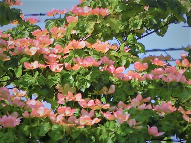 ヤマボウシ ピンクに白 自然大好き お花大好きブログ