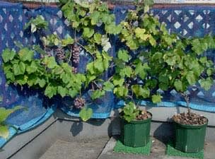 ブドウ栽培 のブログ記事一覧 屋上果樹園ブログ
