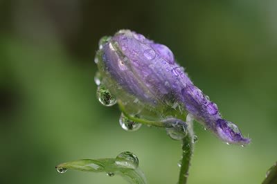 紫いろいろ こころ虹色水色空の彩