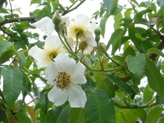 ムスクローズの香り 野の花ガーデンblog