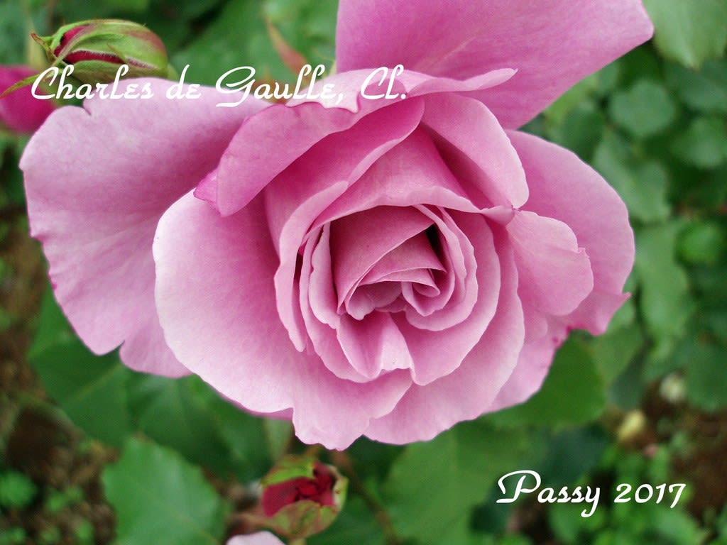 薔薇の園 ２０１７ Vol ４７ つるシャルル ド ゴール Passy With ひな Coco