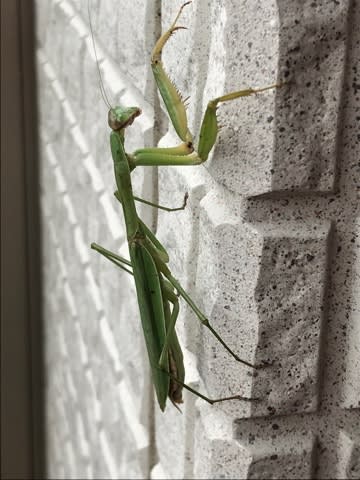結構大きいので、急に出会うとびっくりする 結構大きいので、急に出会うとびっくりする