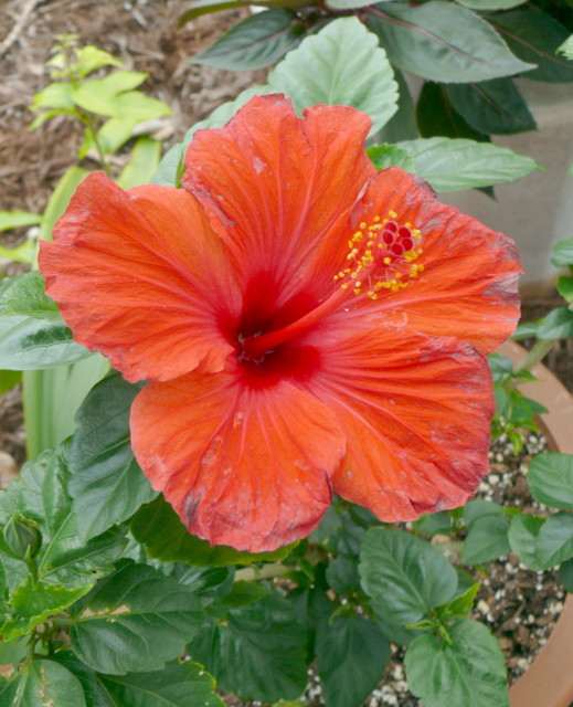 秋田県潟上市 ブルーメッセあきた のハイビスカス 13年10月5日 土 Peaの植物図鑑