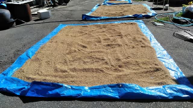 つぼぼし 日本最古の道祖神がある福寿草の里信州沢底 60数年前のセピア色した田舎暮らし 週末田舎暮らしを体験してみませんか