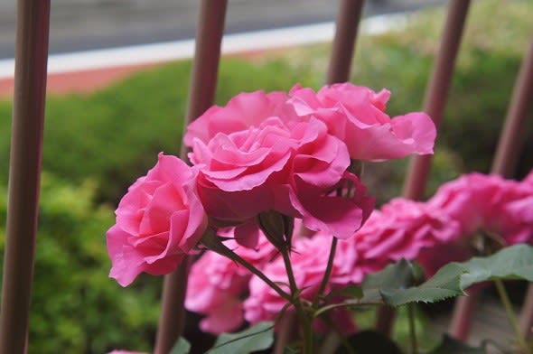 我が家の薔薇です 世界に一つだけの姥花日記 我が家の薔薇です 世界に一つだけの姥花日記