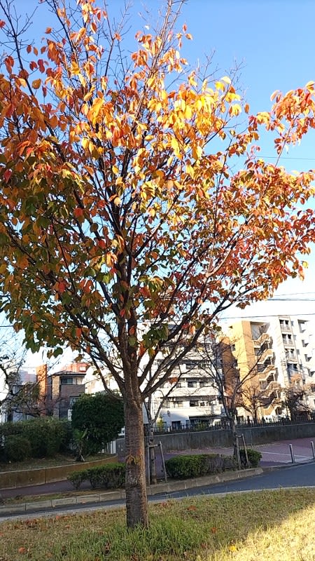桜の木の紅葉