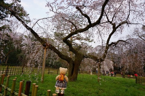 桜が満開を迎えた 京都御苑 の近衛邸跡 リニューアルした 京都御苑中立売休憩所 ネコのミモロのjapan Travel ｍｉｍｏｒｏ ｔｈｅ ｃａｔ Japan Travel