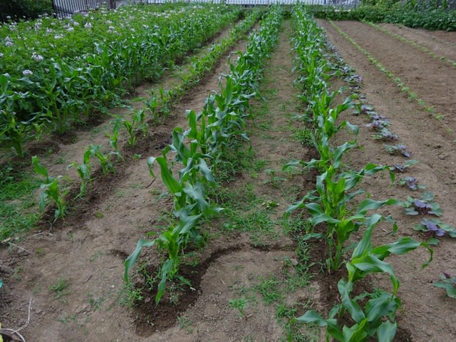 トウモロコシは 芽かきも追肥も土寄せも遅れてしまいました ヒロシの日記