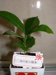 コーヒーの木 葉っぱのミカタ４