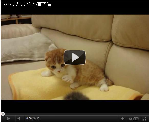 短足 たれ耳が超カワイイ マンチカン子猫 猫動画 かわいい猫動画まとめブログ