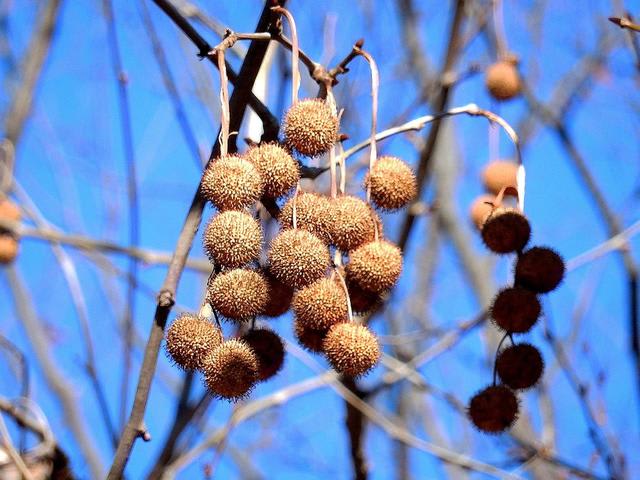 アメリカスズカケノキ 実 日比谷公園 春夏秋冬 花 Mikio