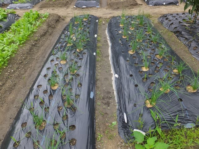 エシャロット ニンニクの栽培 今年も混植 植え付け時期は 追肥は 箕面の北端 止々呂美 とどろみ 日記 止々呂美 とどろみ 日記