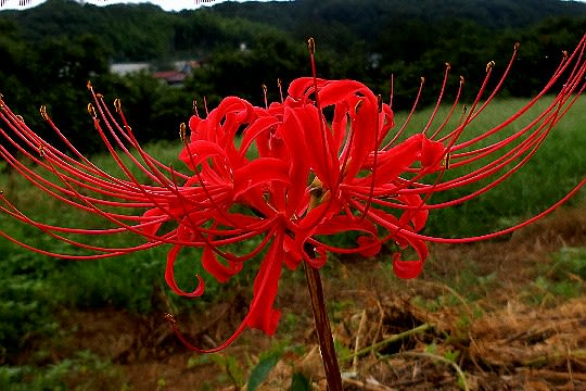 秋の花 9月 ヒガンバナ ツリフネソウ ヤマジノホトトギス 他 花と徒然なるままに