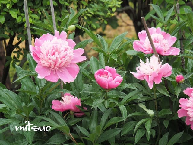 芍薬の花が咲きました My Garden 06 18日撮影 団塊オヤジの短編小説goo 芍薬の花が咲きました My Garden 06 18日撮影 団塊オヤジの短編小説goo