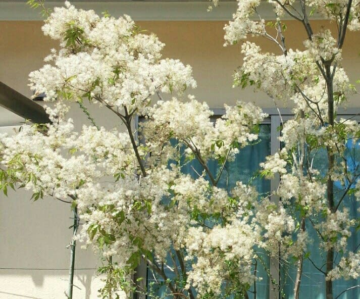 ふわふわ アオダモの白い花 雑木と宿根草とクレマチスの小さな庭づくり