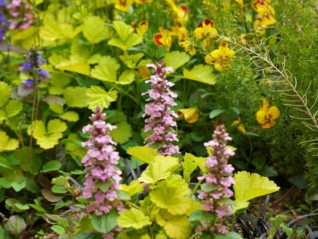 久しぶりの庭仕事 うっｔと植物たち