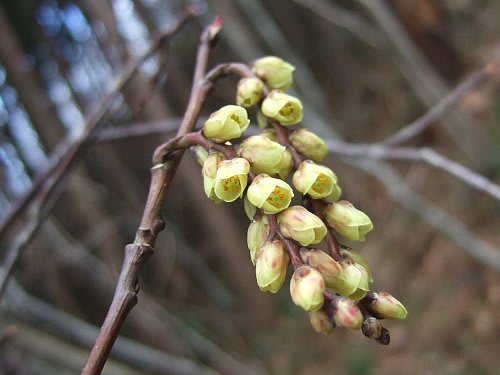 春を彩る黄色の花 角田山の素適な樹木 草木と花の彩景 春を彩る黄色の花 角田山の素適な樹木 草木と花の彩景