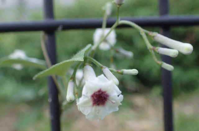 ヘクソカズラの花 三次市布野町の風景や自然など ヘクソカズラの花 三次市布野町の風景や自然など