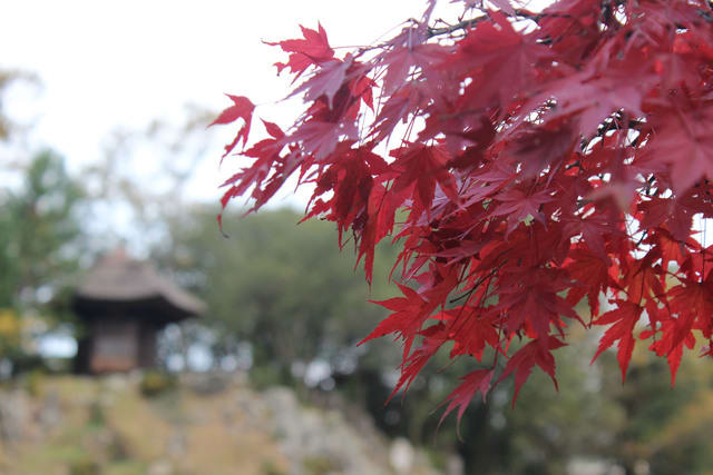 koyo20151107005.jpg